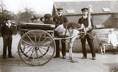An Ostrich Cart Ride with Children and Keepers George Blore and William Dexter at London Zoo